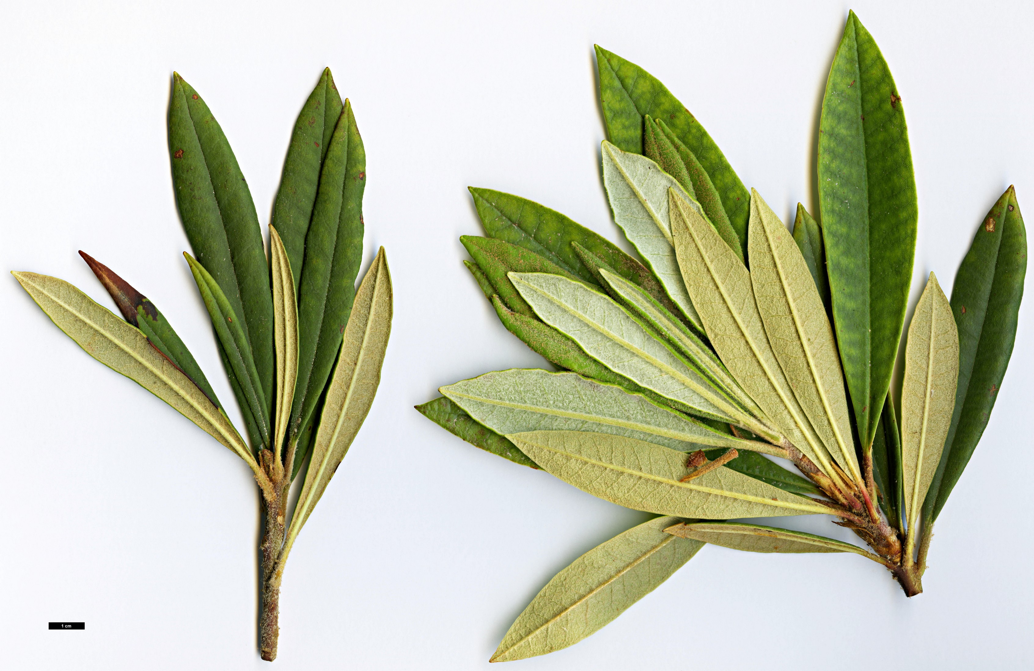 High resolution image: Family: Ericaceae - Genus: Rhododendron - Taxon: delavayi - SpeciesSub: var. delavayi